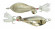 Блесна Kosadaka WARGA spoon, 44мм, 5г., Silver WR-05S WR-05S Блесна Kosadaka WARGA spoon, 44мм, 5г., Silver WR-05S WR-05S
